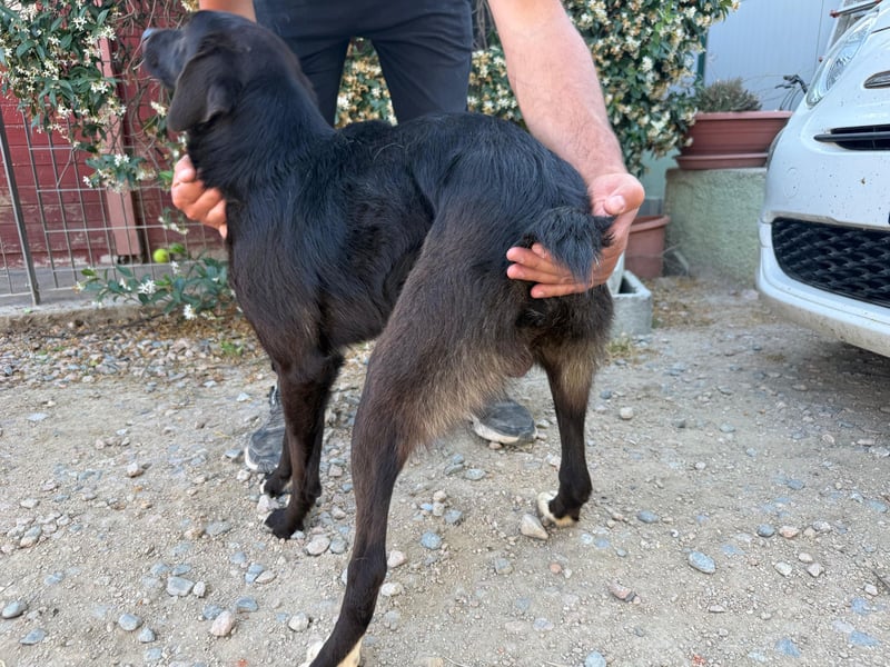 Orso – Familienhund in spe -
