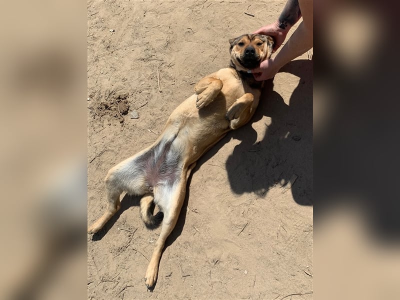 Terry:“Jetzt werde ich auch Familienhund?“