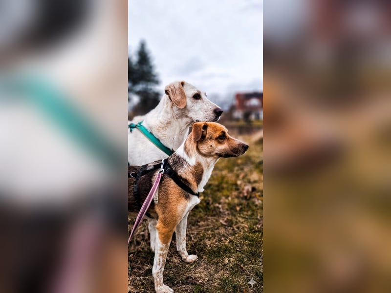 Shakira:“wohin mit allen meinen Talenten?“