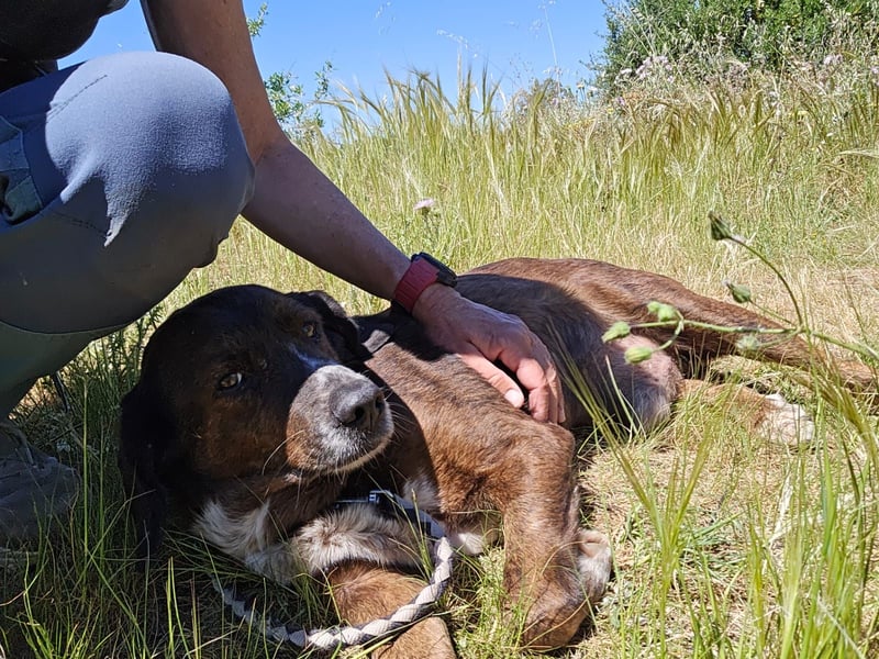 Geo – Familienhund ehrenhalber