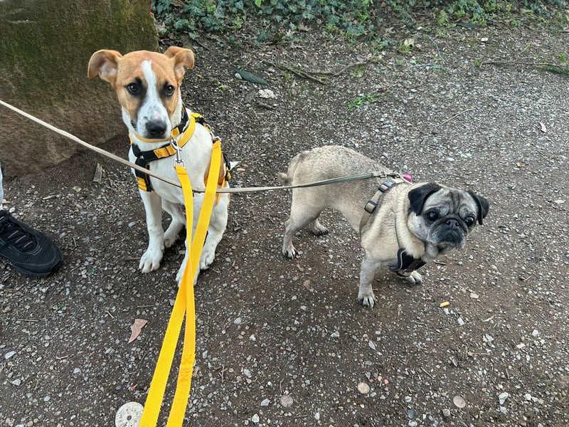 Pedro – Bereit für eine familiäre Zukunft -