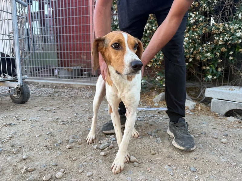 Bruce – Familienhund in spe -