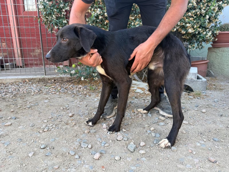Orso – Familienhund in spe -