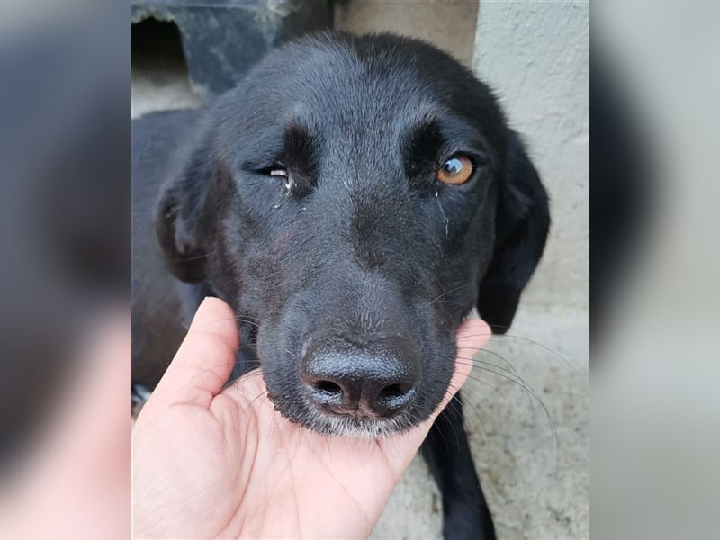 Circe: „Und wann geht es los mit meiner familienhundlichen Bildungsmaßnahme?“