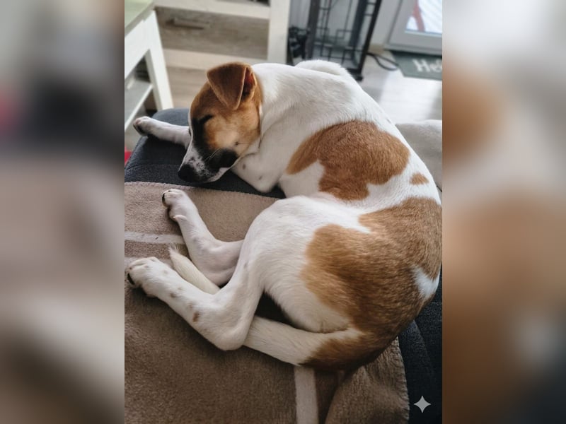 Pedro – Bereit für eine familiäre Zukunft -