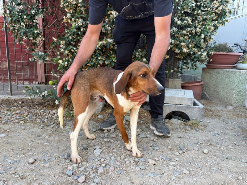 Birillo – Familienhund in spe -