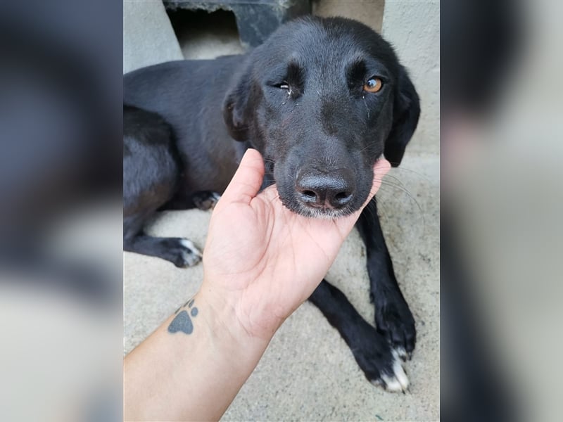 Circe: „Und wann geht es los mit meiner familienhundlichen Bildungsmaßnahme?“