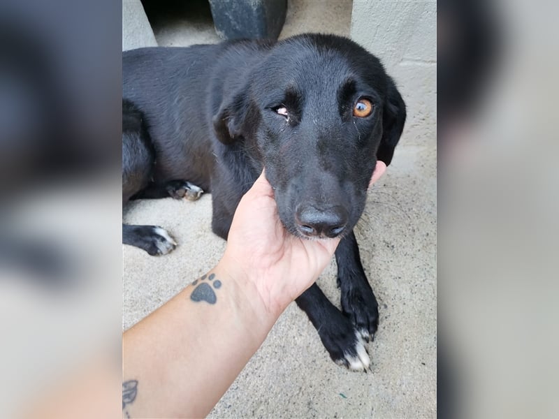 Circe: „Und wann geht es los mit meiner familienhundlichen Bildungsmaßnahme?“