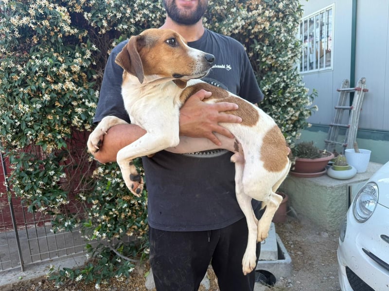 Bruce – Familienhund in spe -