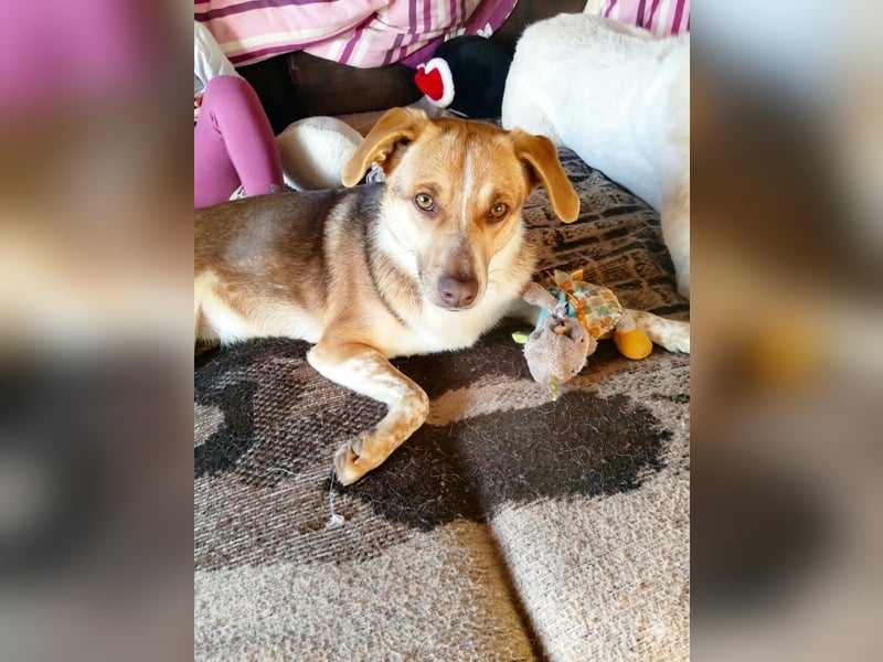 Shakira:“wohin mit allen meinen Talenten?“