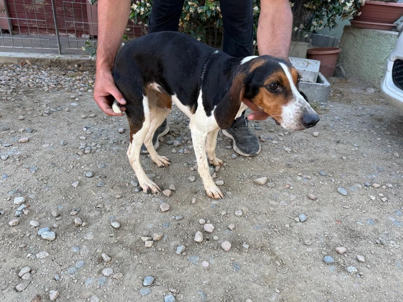 Macchia – Familienhundehoffnung