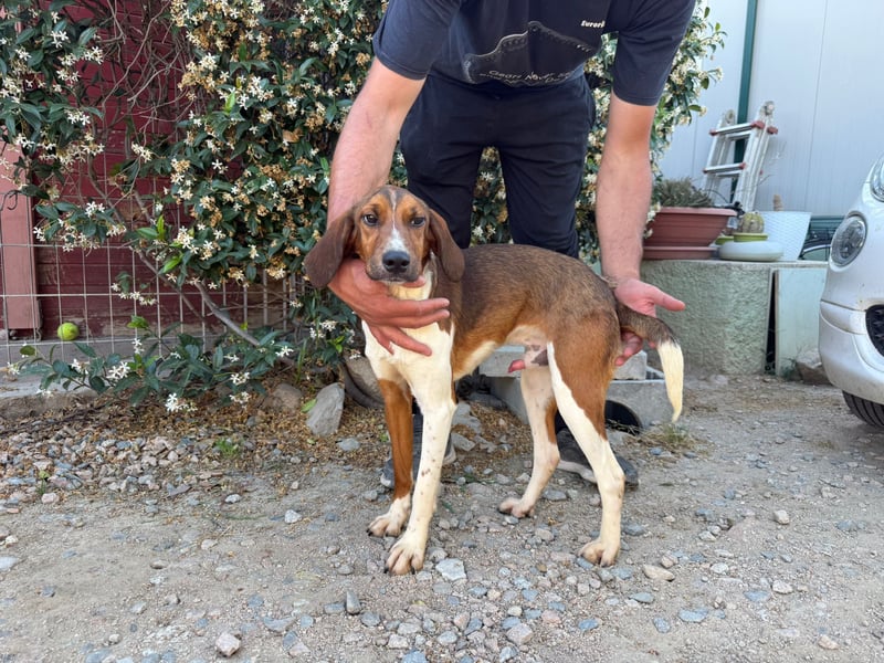 Birillo – Familienhund in spe -
