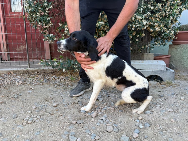 Venere – Familienhundehoffnung -