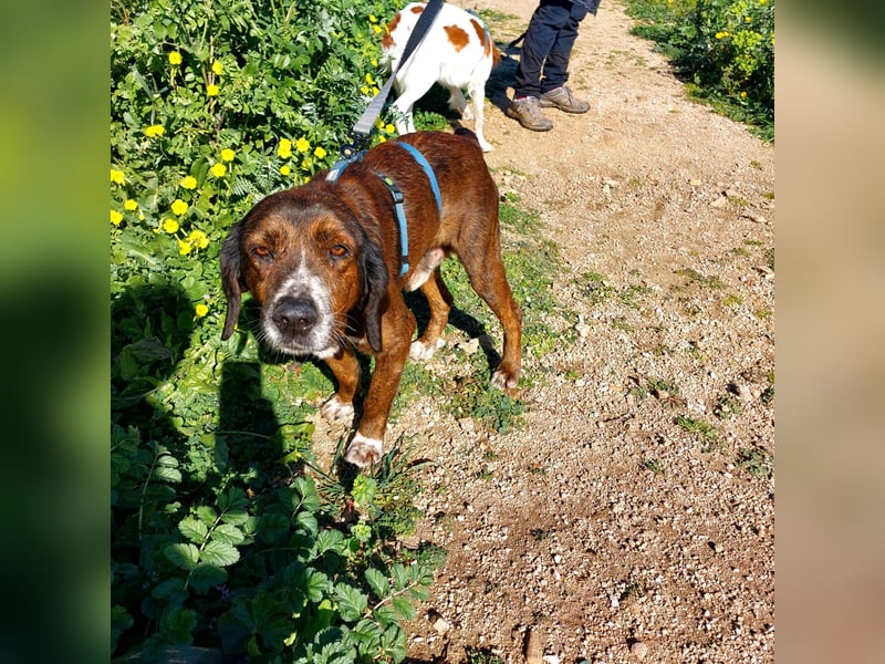 Geo – Familienhund ehrenhalber