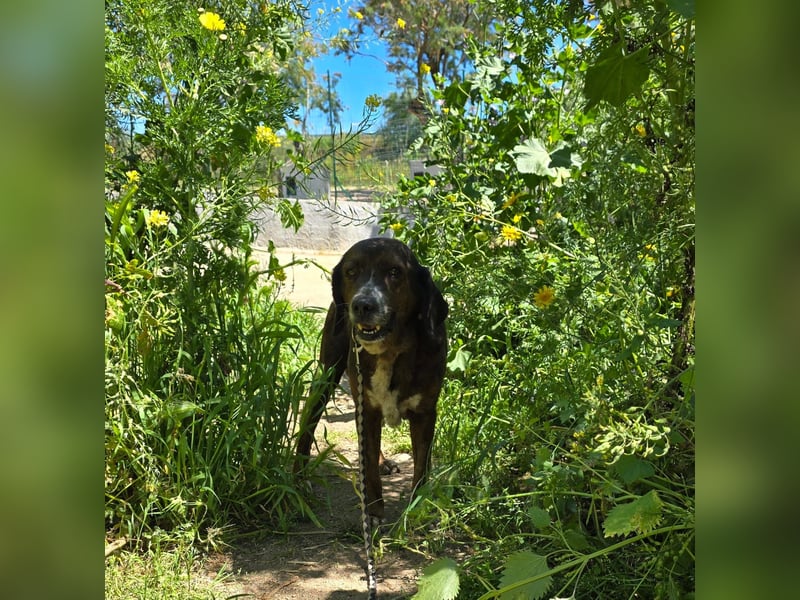 Geo – Familienhund ehrenhalber