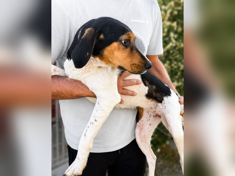 Pallina – Familienhundehoffnung -
