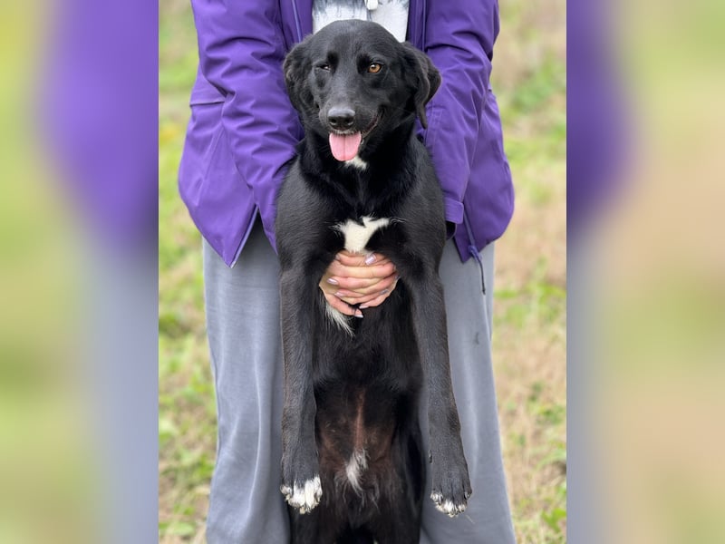 Circe: „Und wann geht es los mit meiner familienhundlichen Bildungsmaßnahme?“