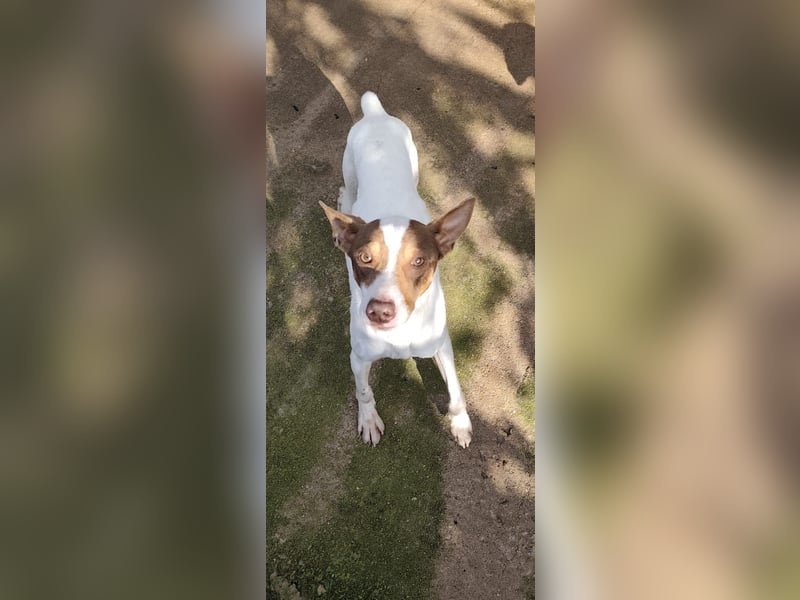 Timon – Windsbräutigam -