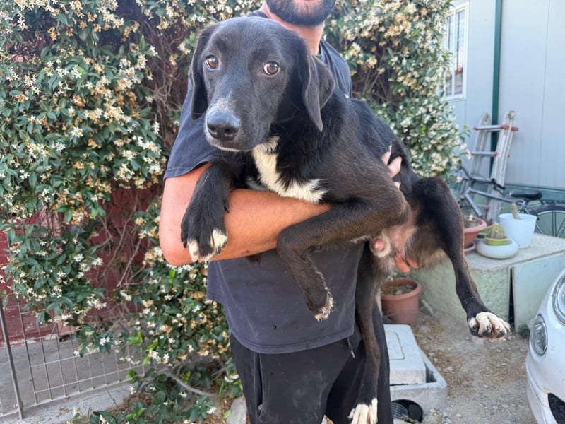 Orso – Familienhund in spe -