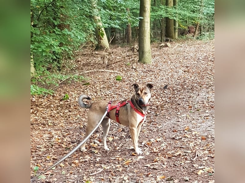 Terry:“Jetzt werde ich auch Familienhund?“
