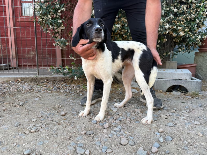 Venere – Familienhundehoffnung -