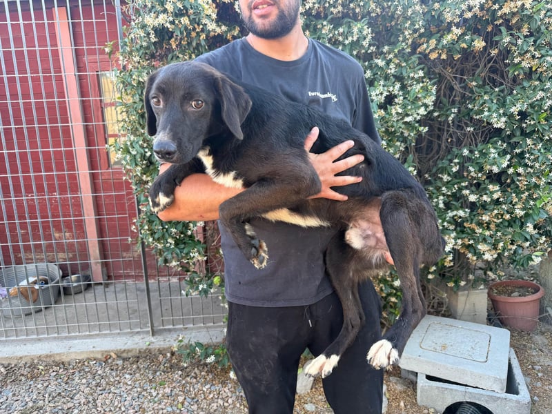 Orso – Familienhund in spe -