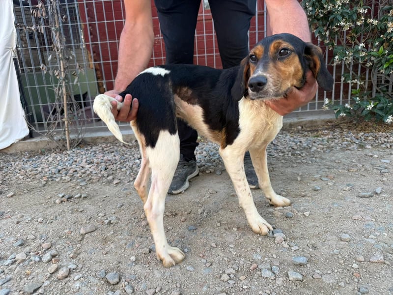 Pallina – Familienhundehoffnung -
