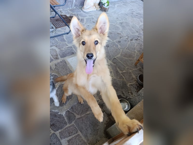 Pablo Plüschohr : „NACH HAUSE!“ Pablo Plüschohr : „NACH HAUSE!“