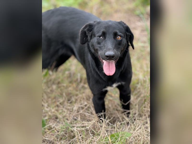 Circe: „Und wann geht es los mit meiner familienhundlichen Bildungsmaßnahme?“