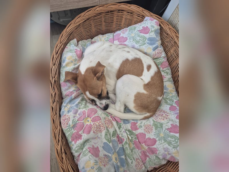 Pedro – Bereit für eine familiäre Zukunft -