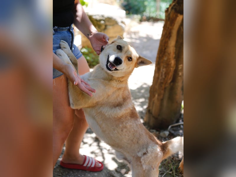 Shiba,- Doggiepower von Feinsten