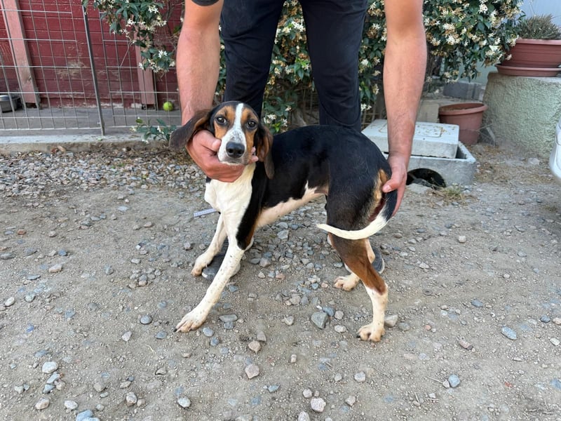 Macchia – Familienhundehoffnung