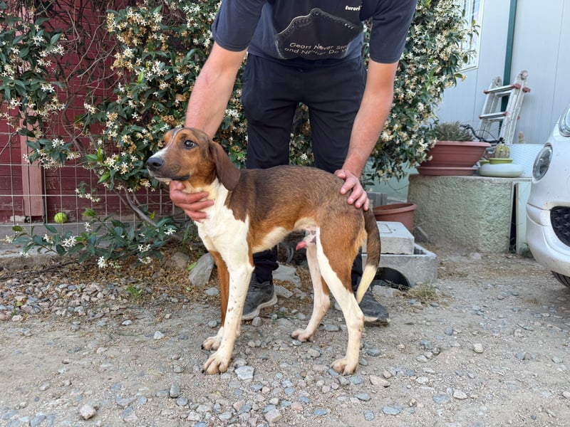 Birillo – Familienhund in spe -