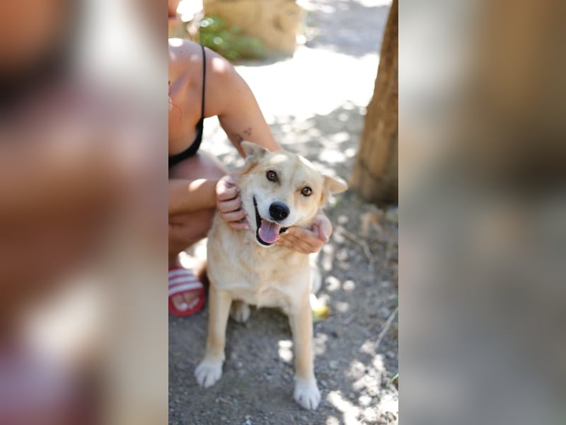 Shiba,- Doggiepower von Feinsten
