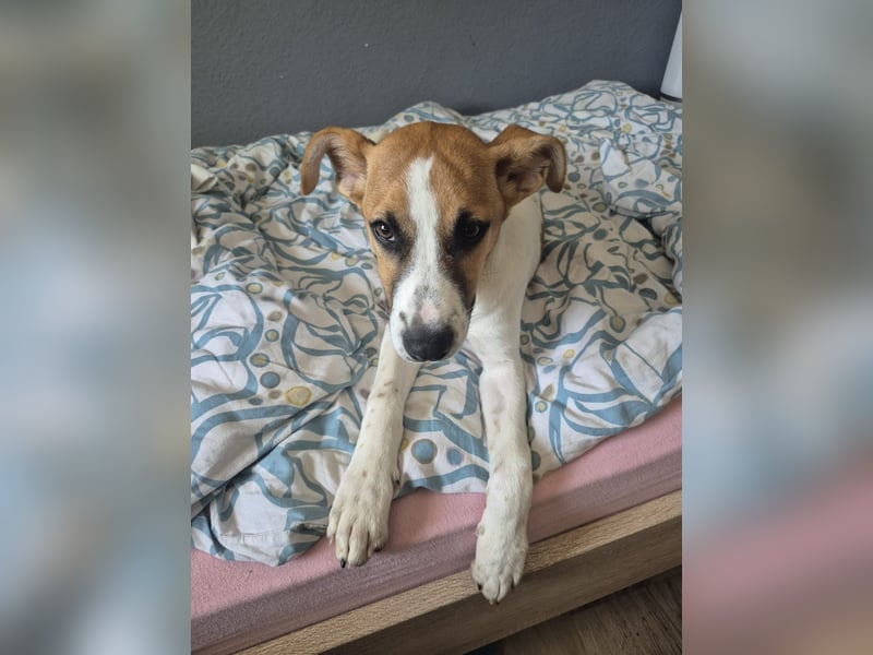 Pedro – Bereit für eine familiäre Zukunft -