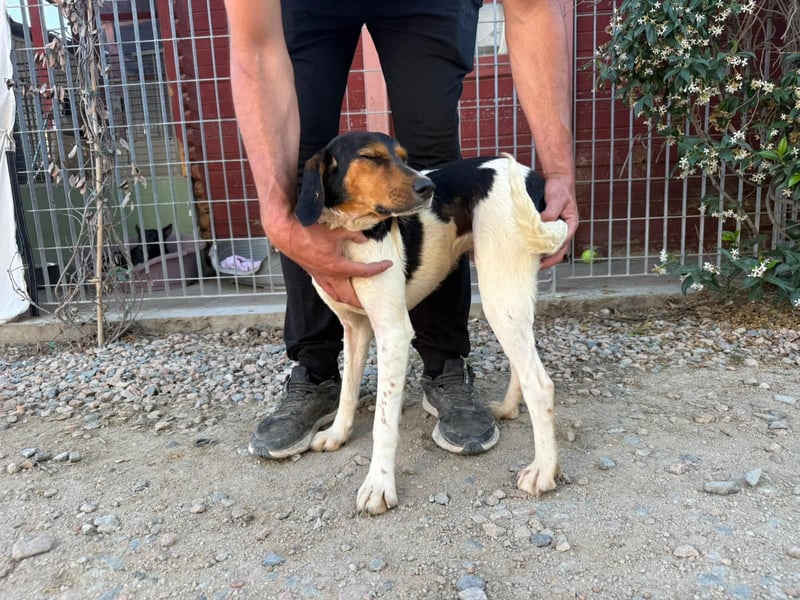 Pallina – Familienhundehoffnung -