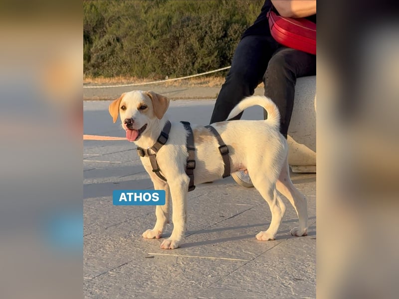 Athos - Zuckerschockgefahr!