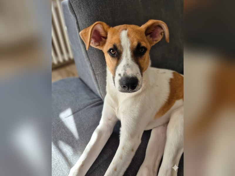 Pedro – Bereit für eine familiäre Zukunft -