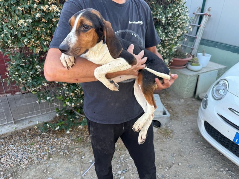 Macchia – Familienhundehoffnung