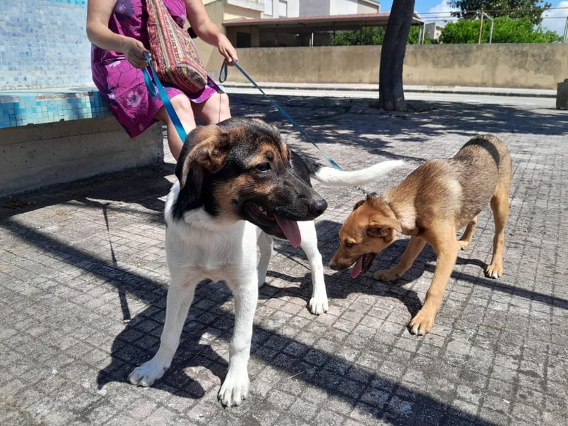 Mela:“ Gibt es für mich eine liebevolle Familie?“