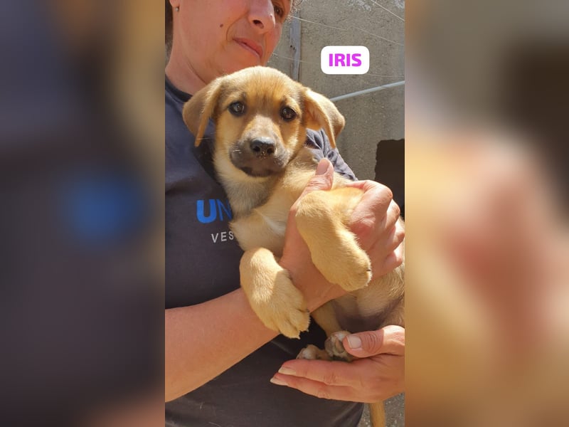 Iris:“ Und wann bekomme ich eine richtig gute Kinderstube?“