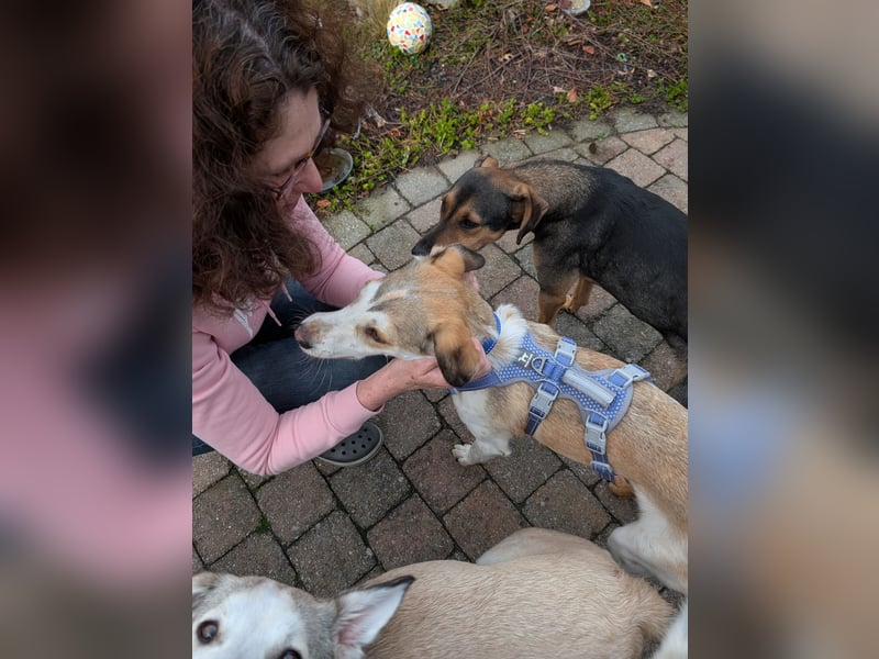 Pino sucht sein Traumzuhause