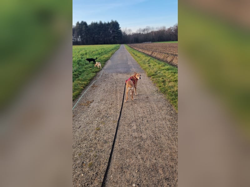 Rosy sucht ihr Traum Zuhause