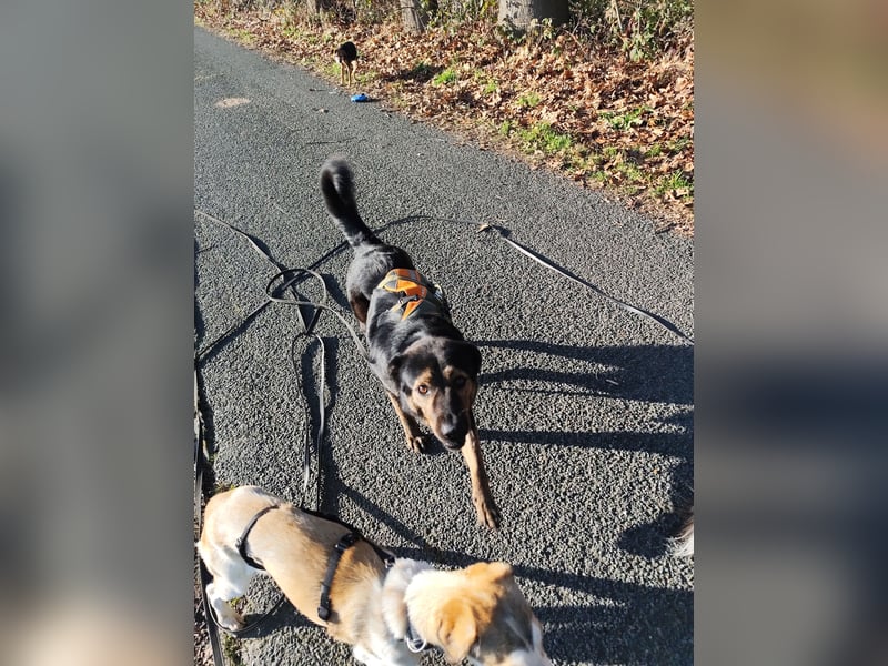 Elena sucht ihr Glück