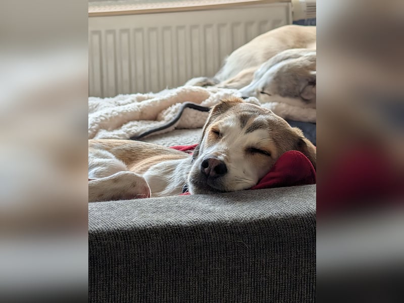 Pino sucht sein Traumzuhause