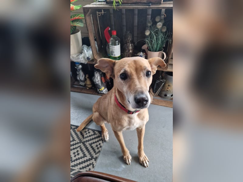 Rosy sucht ihr Traum Zuhause