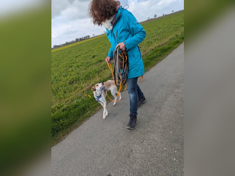 Pino sucht sein Traumzuhause