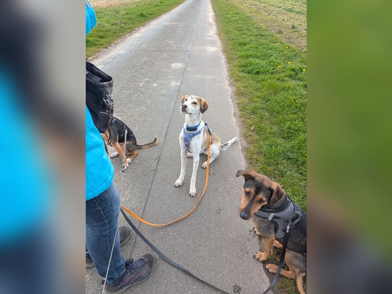 Pino sucht sein Traumzuhause