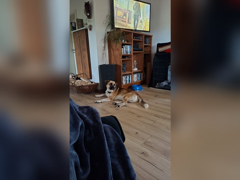 Snake sucht sein Traumzuhause