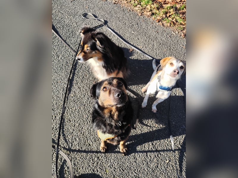 Elena sucht ihr Glück